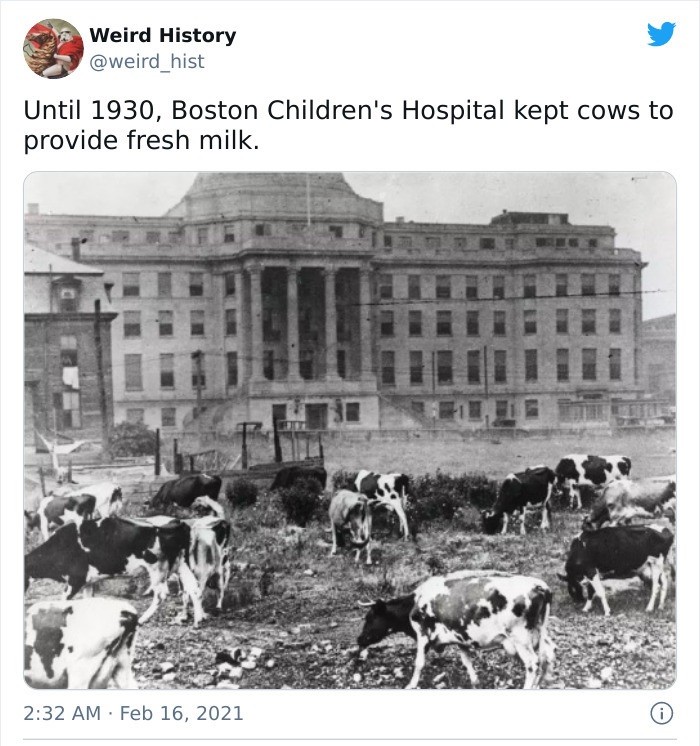 boston children's hospital history - Weird History Until 1930, Boston Children's Hospital kept cows to provide fresh milk.