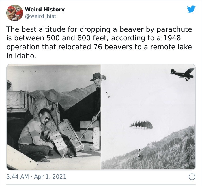 idaho beaver drop - Weird History The best altitude for dropping a beaver by parachute is between 500 and 800 feet, according to a 1948 operation that relocated 76 beavers to a remote lake in Idaho.