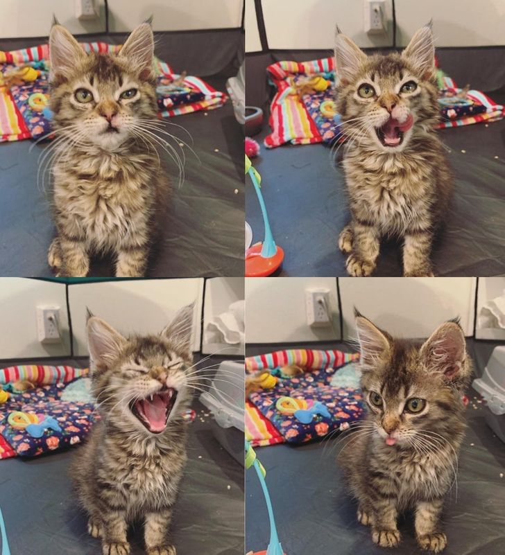 The rescue said to take pictures that capture my foster kitten’s personality to help her get adopted. I sent them these.