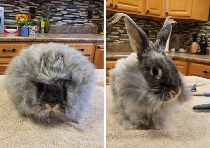 “A before/after haircut for Velvet — we can create a whole new rabbit with all that extra fluff.”