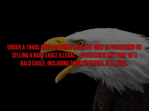 beak - Under A 1940S AntiPoaching Law, Not Only Is Possessing Or Selling A Bald Eagle Illegal. Possessing Any Part Of A Bald Eagle, Including Their Feathers, Is Illegal
