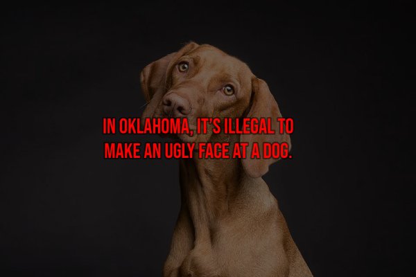 happy national dog mom day - In Oklahoma, It'S Illegal To Make An Ugly Face At A Dog