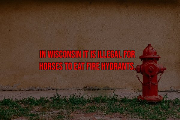 fire hydrant - In Wisconsin It Is Illegal For Horses To Eat Fire Hydrants.