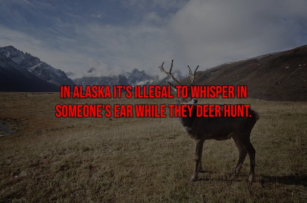 In Alaskait'S Illegal To Whisper In Someone'S Ear While They Deer Hunt.