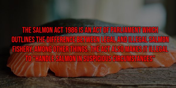 orange - The Salmon Act 1986 Is An Act Of Parliament Which Outlines The Difference Between Legal And Illegal Salmon Fishery, Among Other Things. The Act Also Makes It Illegal To "Handle Salmon In Suspicious Circumstances