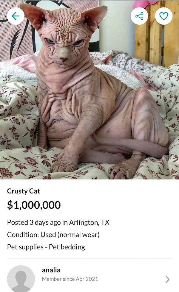 hairless cat - Crusty Cat $1,000,000 Posted 3 days ago in Arlington, Tx Condition Used normal wear Pet supplies Pet bedding analia Member since