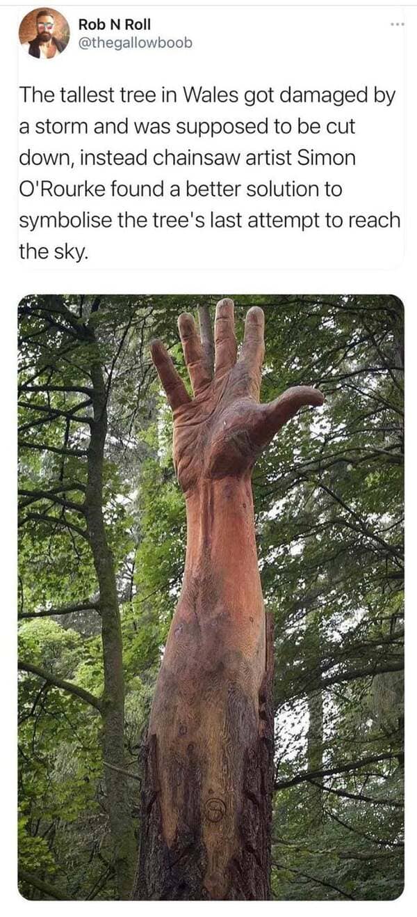 tallest tree in wales - Rob N Roll The tallest tree in Wales got damaged by a storm and was supposed to be cut down, instead chainsaw artist Simon O'Rourke found a better solution to symbolise the tree's last attempt to reach the sky