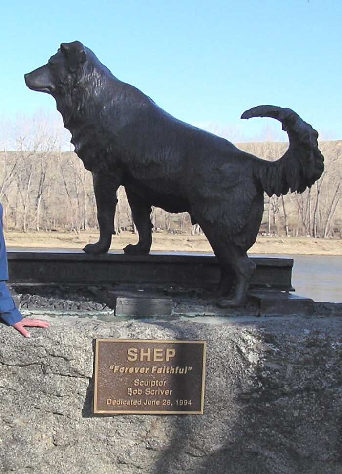 When his owner died in August 1936, Shep the Dog followed the casket to the railroad station and watched it being loaded onto a train heading to the eastern US. For six years until his own death, he would greet every train that arrived each day, expecting his master to return.