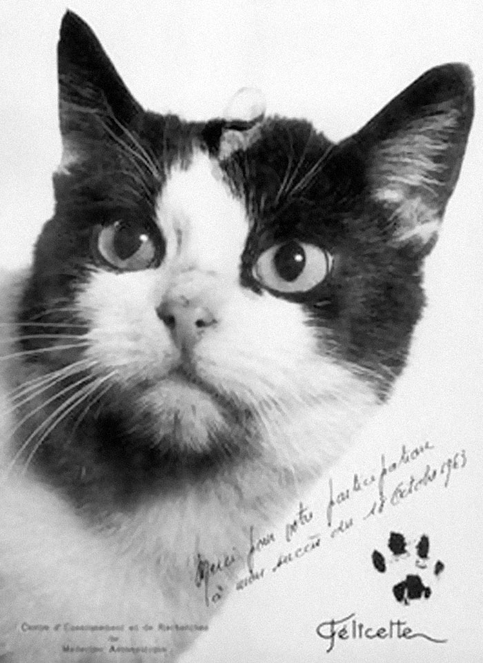 that on October 18, 1963 French scientists launched a rocket into space, containing a cat named Felicette. She orbited close to 100 miles above earth, then descended safely to the ground via a special parachute. Felicette has the high honor of being the only cat launched into space thus far.