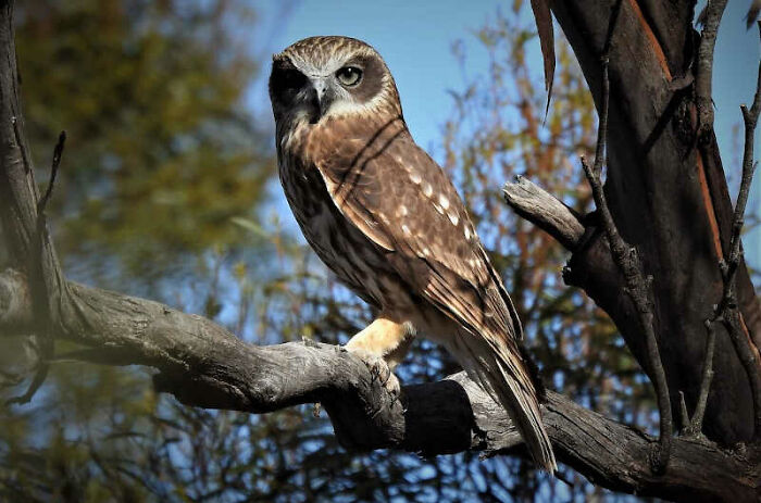 Owls’ ears are placed asymmetrically – at different heights on the sides of their faces – so the sounds reach each ear at different times. This is essential to identifying the exact direction of their prey.