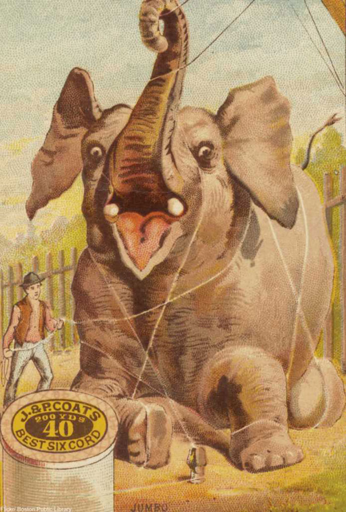 that P.T. Barnum's famous elephant Jumbo got his name from the Swahili word for chief. It was the elephant who caused the word "jumbo" to mean something large - not the other way around.