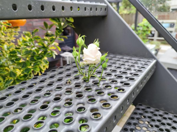 “This rose in my mom’s garden that grew through a hole in the stairs.”