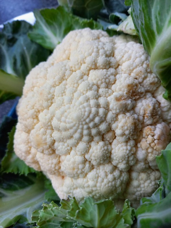 “This Fibonacci spiral on our cauliflower we got.”