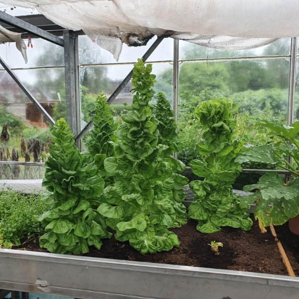 If you don’t harvest your lettuce in time, it’ll start to look like Christmas trees.