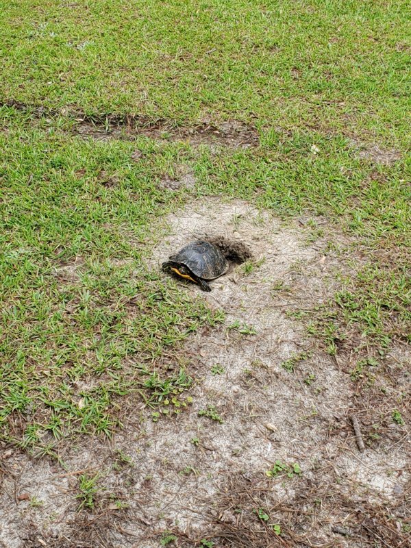 “There was a turtle laying eggs in my front yard this morning.”