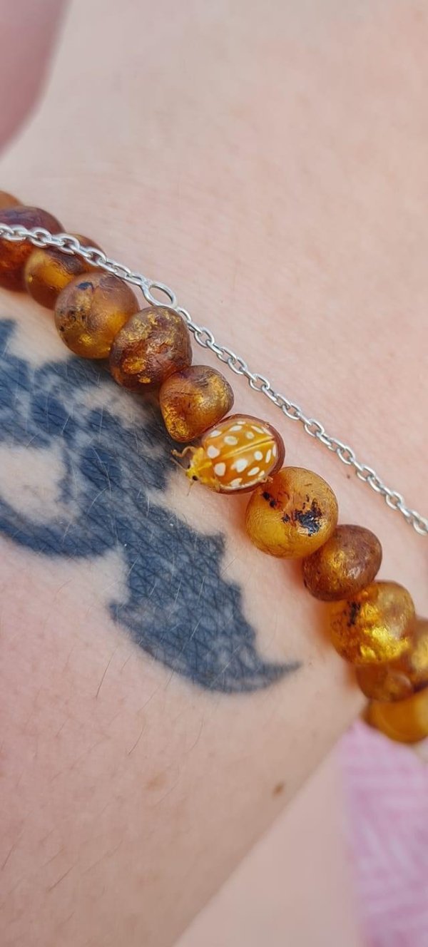 “A yellow ladybug crawling on my wife’s amber bracelet.”