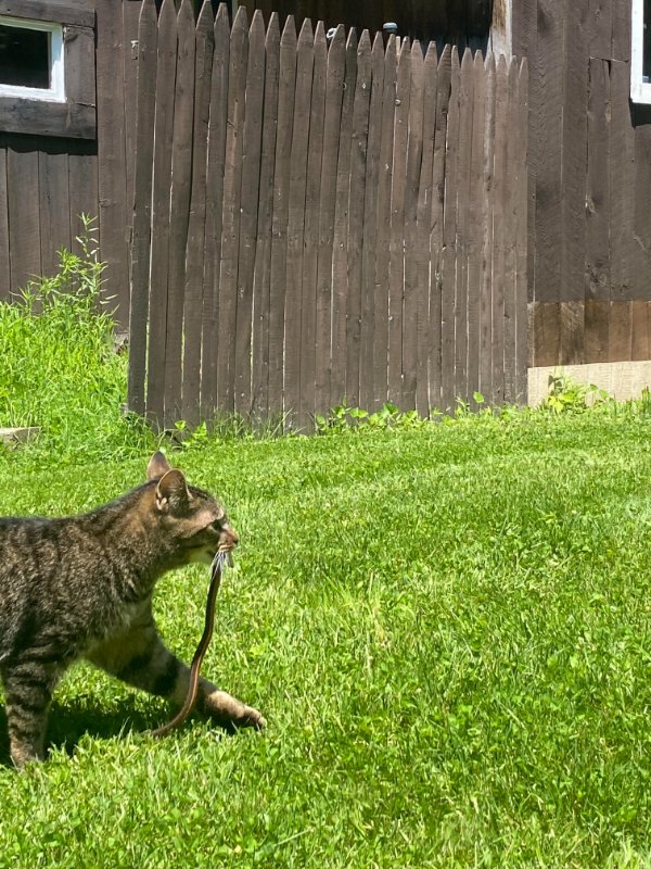 “My cat caught a snake.”