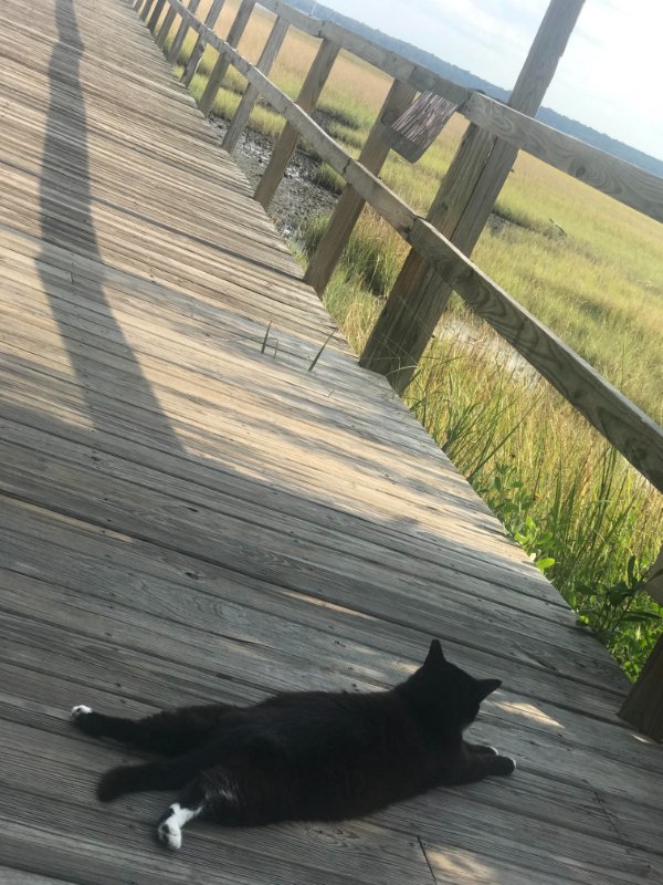 “Fat Stray Outside a Beachfront Seafood Restaurant Living The Life.”