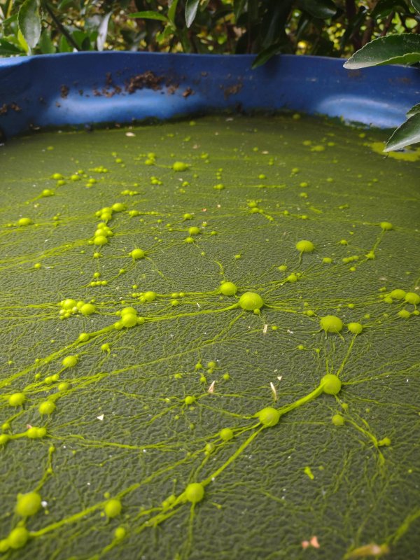 “There’s a strange looking fungus growing in this barrel in my boyfriend’s back yard.”