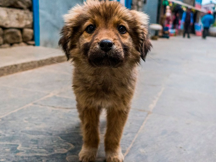 The way people treat animals. I'm an Indian I have seen my fair share of abuse of street dogs and other domestic animals. The way people care for their pets or in general any animal. If I have a pack of biscuits and I see a stray puppy that's looking at me, I'll always empty out the packet for it to eat. What I mean to say is, acts of compassion and kindness towards animals does tell a lot about the humanity of the person.