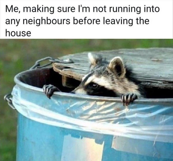 raccoon - Me, making sure I'm not running into any neighbours before leaving the house