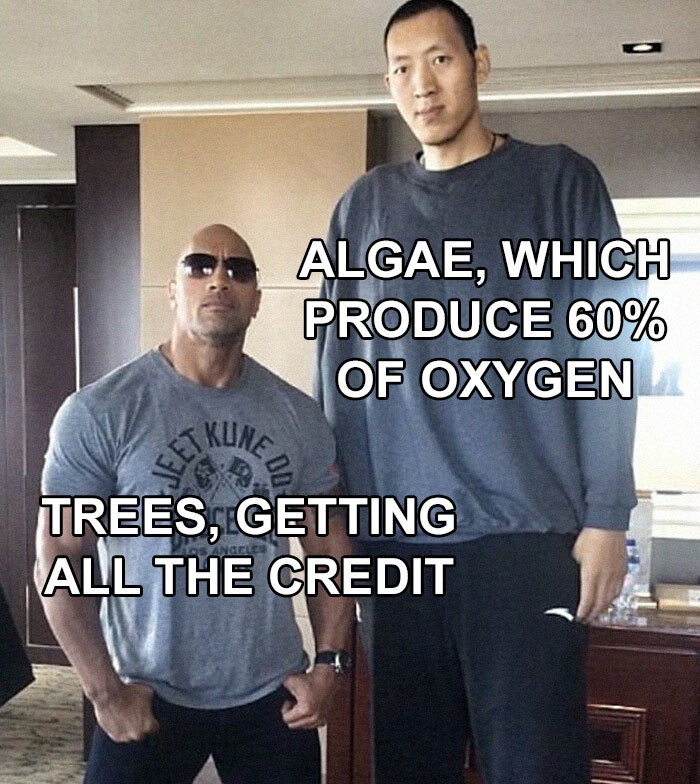 there's always someone bigger - Algae, Which Produce 60% Of Oxygen A Jeet Kune Doa Trees, Getting All The Credit Ang