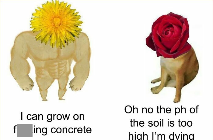 istp memes reddit - I can grow on f ing concrete Oh no the ph of the soil is too high I'm dying
