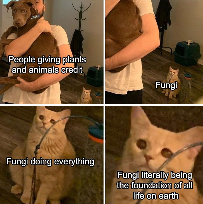 crying cat meme - People giving plants and animals credit Fungi Fungi doing everything Fungi literally being the foundation of all life on earth