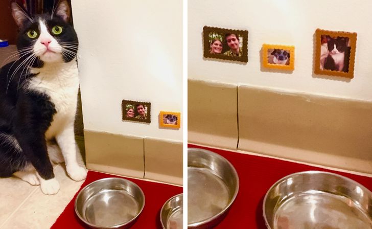 “Made some tiny framed photos to class up my cat Pixie’s eating spot.”