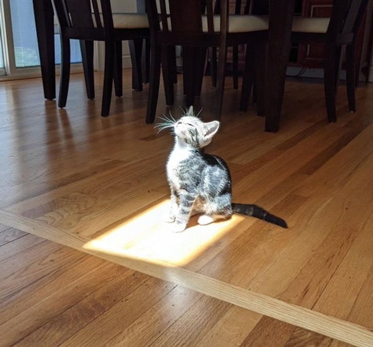 “My new kitten’s first encounter with the big ball of flame in the sky”