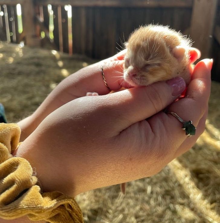 “We found baby kittens in a barn and my heart is melting.”