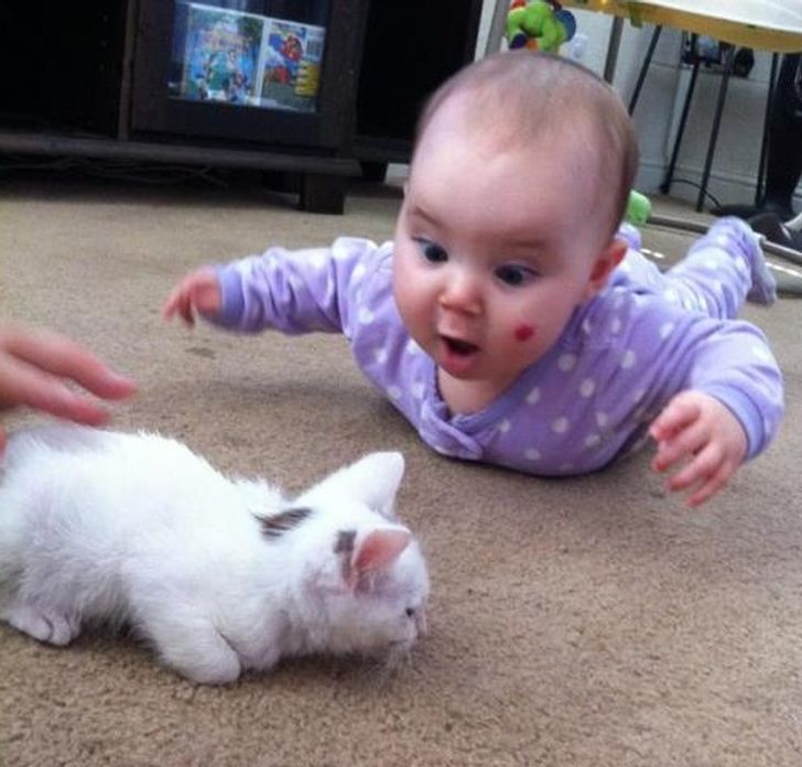 “My niece meeting her new kitten”