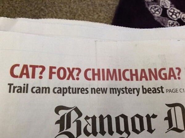 bangor daily news - Cat? Fox? Chimichanga? Trail cam captures new mystery beast Page Ci Bangor D