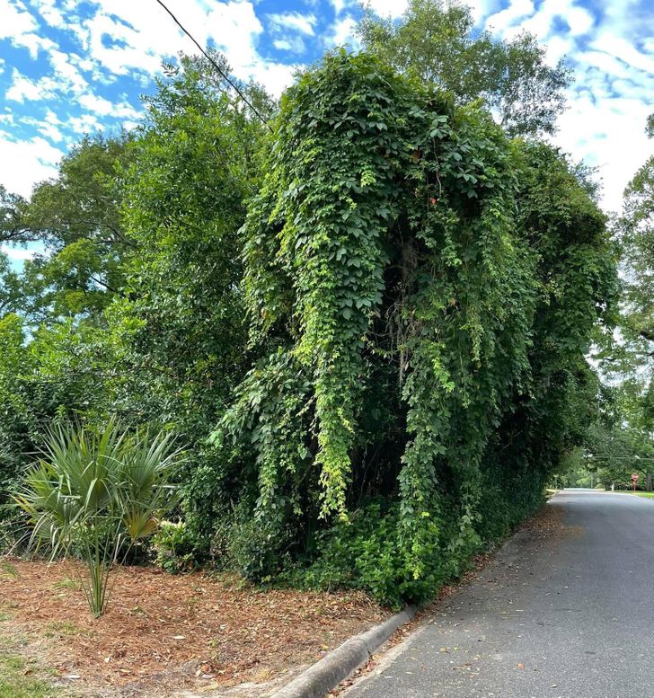 “These vines in my neighborhood look like an elephant.”