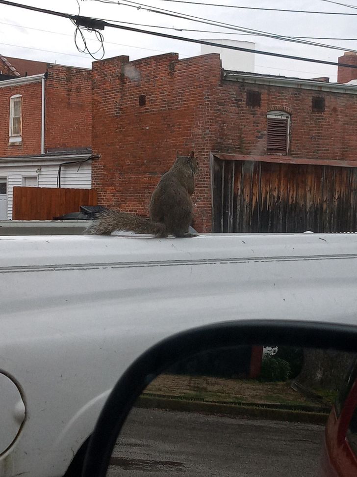 “A giant squirrel was spotted across the road.”