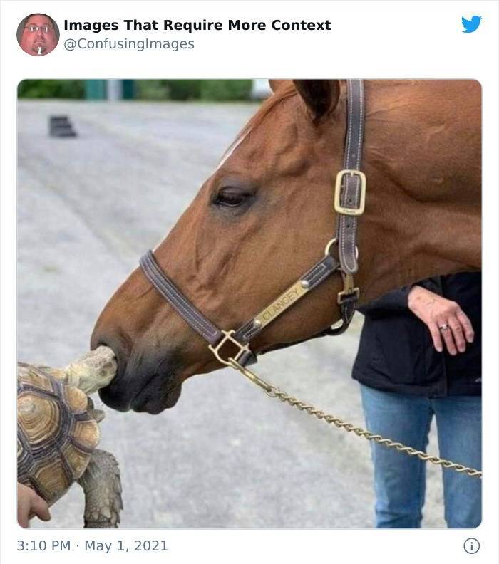 turtle in horse nose - in Images That Require More Context Clancey