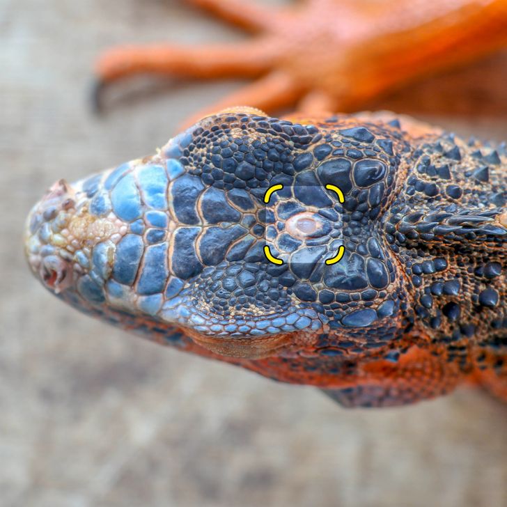 Iguanas have 3 eyes. The third eye is on top of its head and only perceives brightness.