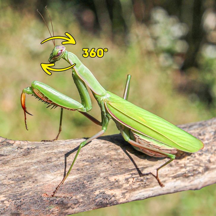 A praying mantis can turn its head 360 degrees.