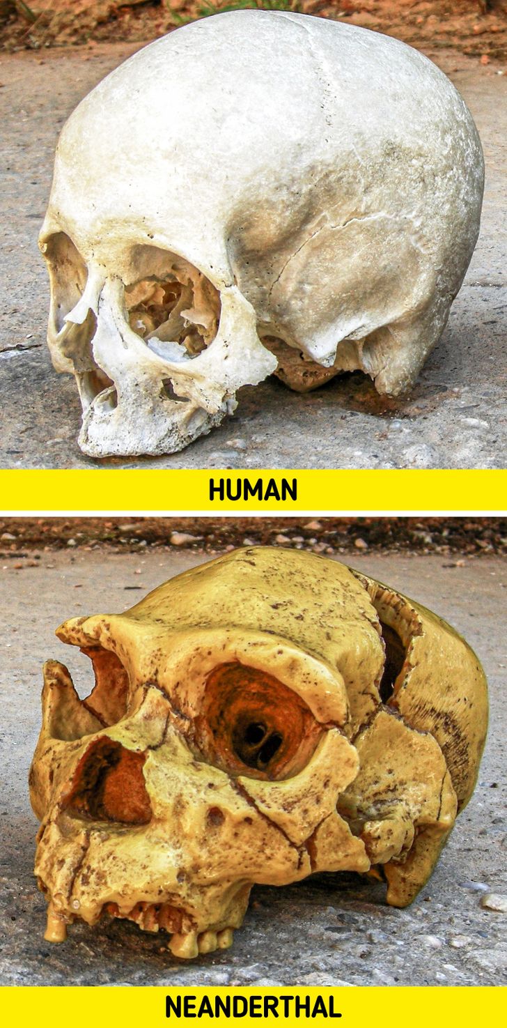 Neanderthals had larger brains than modern humans.