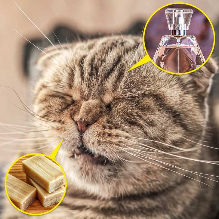 Cats are also allergic to humans. Or rather, their perfume or soap.