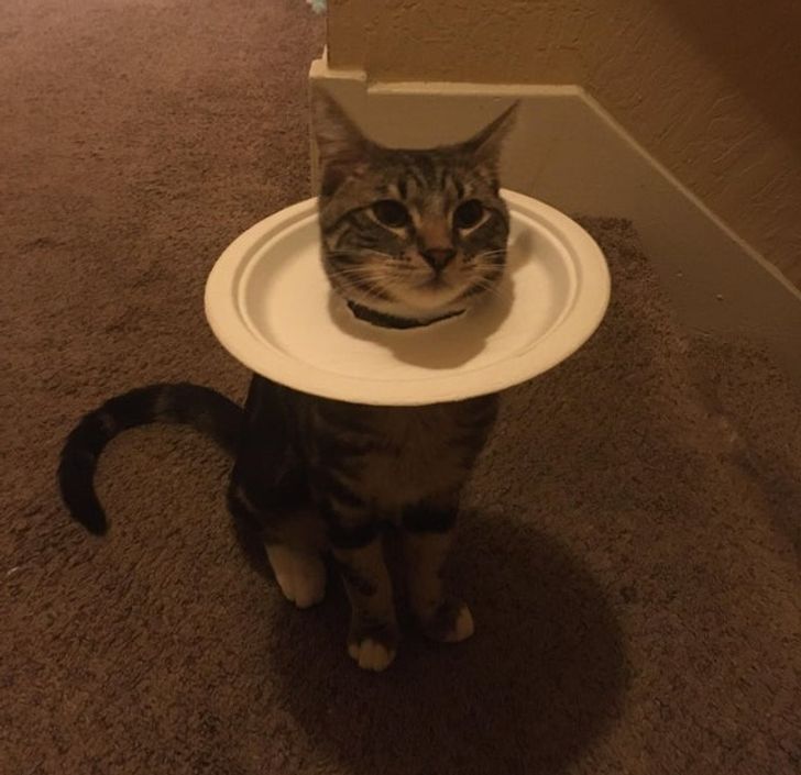 “Charlie needed to wear a cone after his operation, but he didn’t like it. But he’s fine with a plastic plate.”