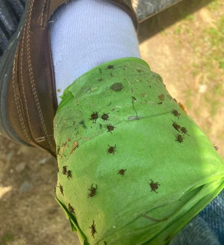 “Ticks stuck to sticky tape wrapped around an ankle, always check for ticks!”