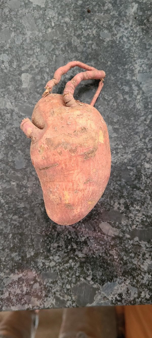 This sweet potato that looks like a human heart!