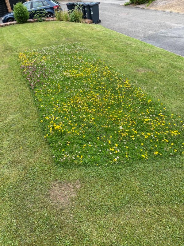 “The guy who does the grass for my building left a rectangle of wild flowers so the bees can use them.”