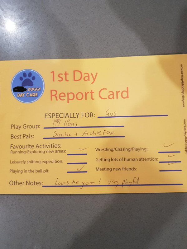 “The doggy daycare I sent my pup to issues out report cards.”