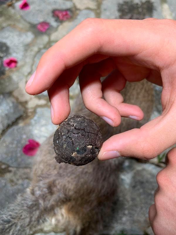 Brown ball, blue on the inside

A: It’s a bouncy ball that’s been outside for a long, long time