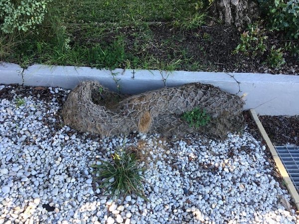 What is this 6 foot long thing found on a former residential construction/landscaping site?

A: Straw log aka wattle. Used for erosion control and to prevent construction debris and runoff from going into the storm drain.