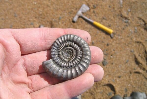 “I Found This Pyrite Fossil (Ammonite) On An English Beach”
