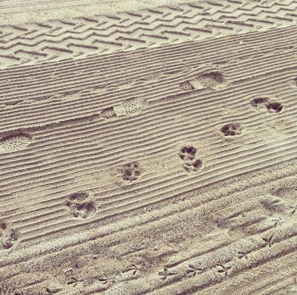 “A Collection Of Different Tracks And Footprints I Found On The Beach”