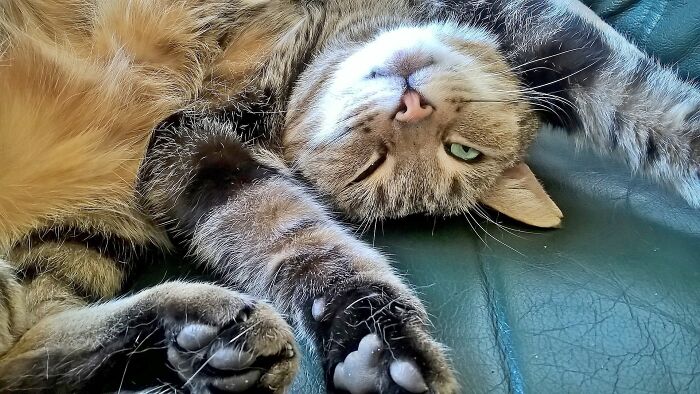 A cat on his back inviting a chesty rub is a trap.